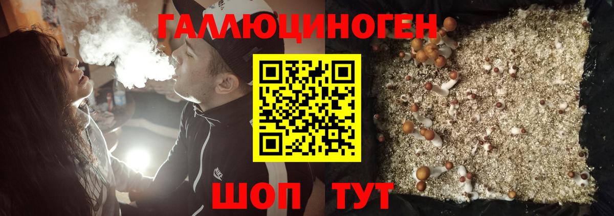 Псилоцибиновые грибы Psilocybine cubensis Назарово